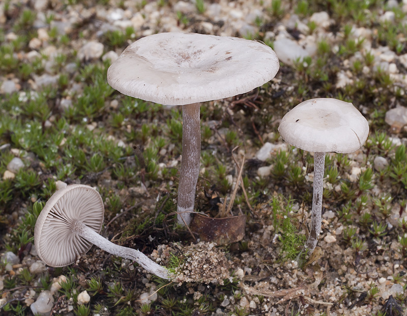 Rhodocybe parilis